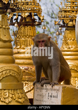 Blutungen aus einem Kampf Affe sitzt auf einem Tempel am Mount Popa in Myanmar Stockfoto