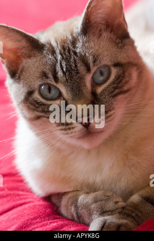 Eine schöne blauäugige Katze lounges auf einer roten Decke und blickt gespannt auf den Betrachter. Stockfoto