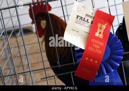 Rhode Island Red Rooster Erstplatzierte im Herbst im Heritage Park Calgary Alberta Kanada Stockfoto