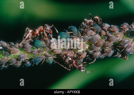 Argentinische Ameisen, Iridomyrmex Humilis. Melken Blattläuse Stockfoto