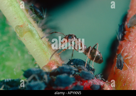 Argentinische Ameise Iridomyrmex Humilis. Mit Blattlaus Nektar Tropfen am Mund Stockfoto