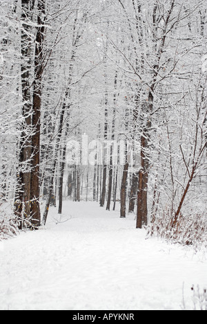 Winter-Szene Stockfoto