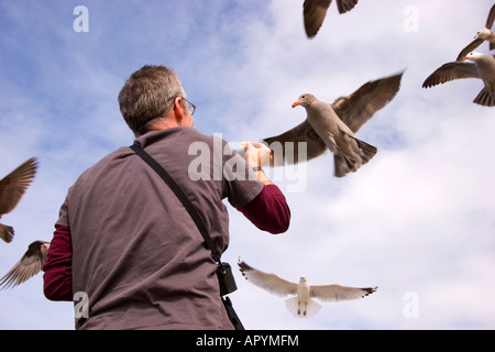 Ein Mann ernährt sich einen Schwarm hungriger Möwen an einem sonnigen Tag. Stockfoto