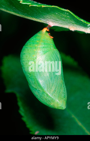 Zweiseitige Pascha Schmetterling, Charaxes Jasius. Puppe Stockfoto