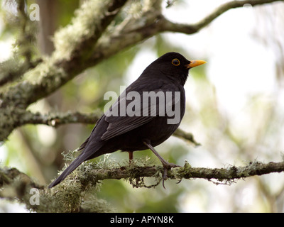 Männliche Amsel, Turdus Merula, thront auf Zweig. Stockfoto