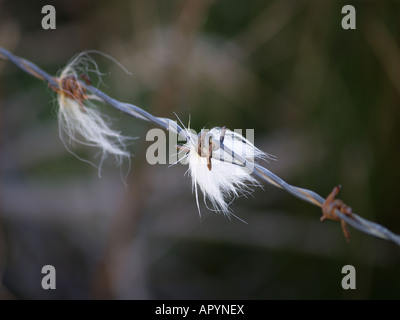 Schafwolle gefangen auf einen Stacheldrahtzaun. Stockfoto
