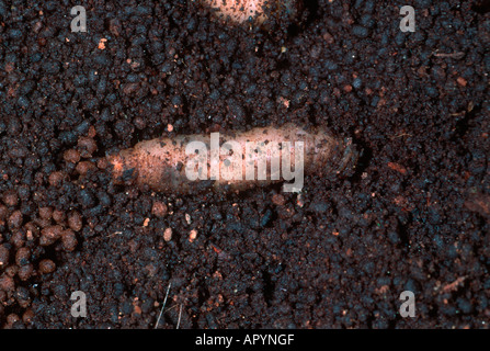 Kran-Fly, Familie Tipulidae. Larve auf Boden Stockfoto