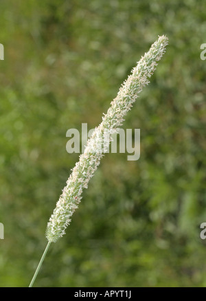 Lieschgras, Phleum Pratense, Flowerhead in voller Blüte Stockfoto