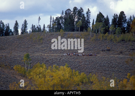 Pferd Equus Caballus trail Ride mit Touristen in Jackson Hole, Wyoming Stockfoto