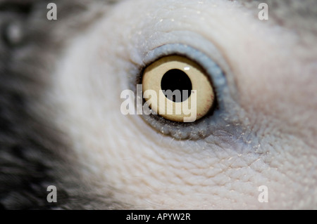Eine Makroaufnahme des Auges von einem männlichen Kongo afrikanischen Grau Papagei, Psittacus Erithacus. Stockfoto