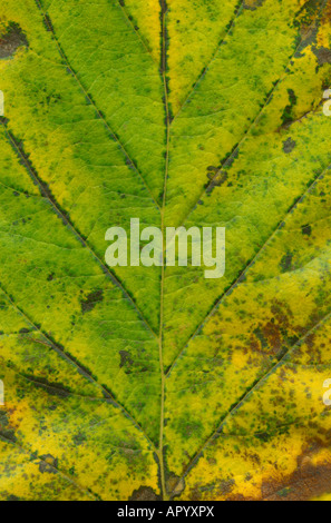 Textur der Herbst Blatt dieses Bild ist in sehr hoher Auflösung und unglaublich detailliert und scharf Stockfoto