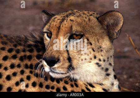 Zahme Geparden auf Mount Etjo Namibia Lodge Stockfoto