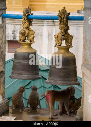 Affen und Glocken am Mount Popa Myanmar Stockfoto