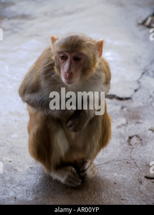 Affe-Pose am Mount Popa in Myanmar Stockfoto