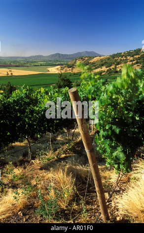 Weingut nr Santa Cruz Colchagua Valley Chile Stockfoto