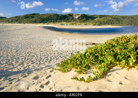 Küstenvegetation auf Prevelly Beach in Margaret River, wo der Fluß das Meer verbindet. Western Australia, Australia Stockfoto