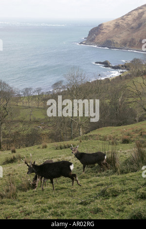 Die Antrim Coast Road gilt als eine der großen Touristenrouten der Welt.[1] dieser Teil der Straße hat einen dramatischen Anstieg des Verkehrs in gesehen Stockfoto