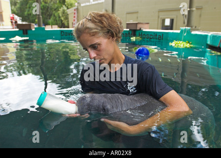 Kurator Fütterung einer Seekuh im Krankenhaus von der Manatee & Aquatic Center von Lowry Park Zoo, Tampa, Florida, USA Stockfoto