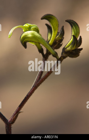 Black Kangaroo Paw Macropidia Fuliginosa "Bush Eclipse" Blüte Kings Park Perth Western Australia September Stockfoto