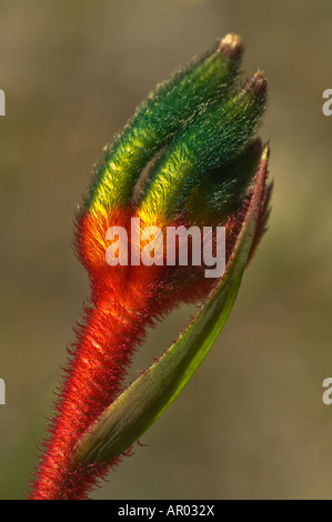 Rote und grüne Känguruh Pfote Anigozanthos Manglessi Blüte Kings Park Perth Western Australia September Stockfoto