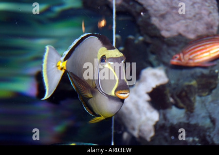 Naso Tang (Naso Lituratus), Orangespine Unicornfish, Lippenstift Tang Tang Tricolor Stockfoto