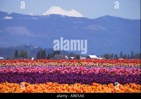 Bereich der Frühling Tulpen blühen mit Mount Baker im Hintergrund in der Nähe von Mt Vernon Washington in den USA Skagit Valley Stockfoto