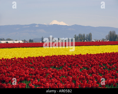 Bereich der Frühling Tulpen blühen mit Mount Baker im Hintergrund in der Nähe von Mt Vernon Washington in den USA Skagit Valley Stockfoto