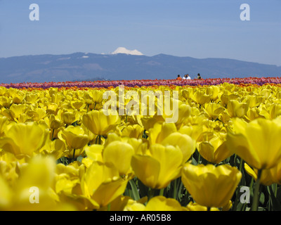Menschen zu Fuß auf Gebiet der gelbe Tulpen Mt Vernon Washington Skagit Valley USA Stockfoto