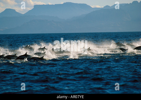 Eine Schule von Delphinen im Meer von Cortez, Baja California, Mexiko, Mittelamerika, Amerika Stockfoto