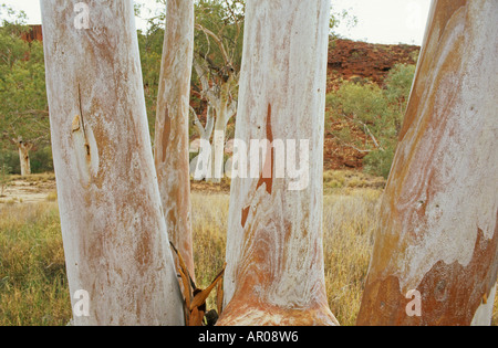 Ghost Gums in Palm Valley, Finke Gorge Nationalpark, Northern Territory, Australien Stockfoto