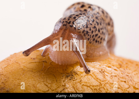 Leopard Slug (Limax Maximus) Stockfoto