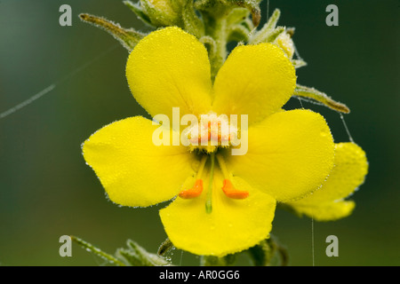 Große Königskerze (Verbascum Densiflorum) Stockfoto