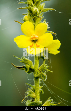 Große Königskerze (Verbascum Densiflorum) Stockfoto