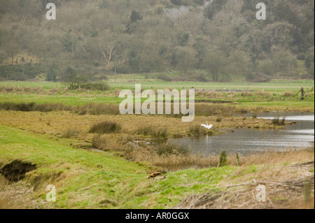 Ein Seidenreiher bei Leighton Moss Silverdale Lancashire UK Stockfoto