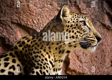 Eine herrliche Nahaufnahme der Arabische Leopard Sharjah Reserve Vereinigte Arabische Emirate Stockfoto