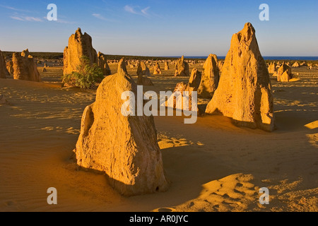 Die Kalkfelsen der Pinnacles Desert im Nambung National Park fotografiert bei Sonnenaufgang Western Australia Stockfoto