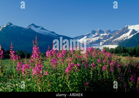 Weidenröschen & Berge w / Mendenhall Gletscher in Bkgrnd Stockfoto