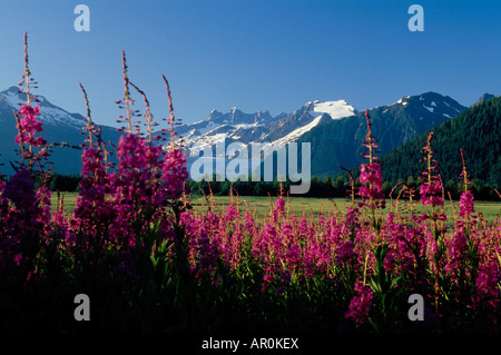 Weidenröschen & Berge w / Mendenhall Gletscher in Bkgrnd Stockfoto