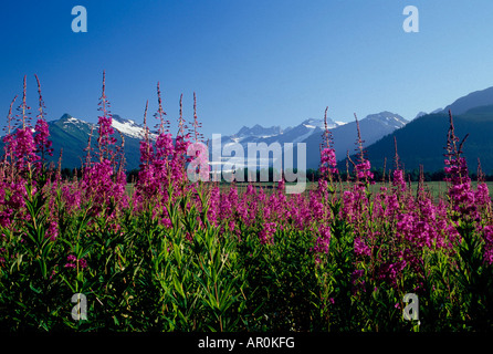 Weidenröschen & Berge w / Mendenhall Gletscher in Bkgrnd Stockfoto