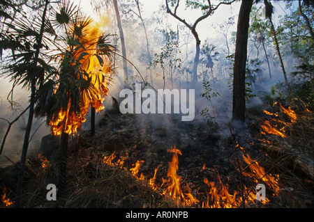 Sommer Bushfire im Litchfield National Park, Waldbrand im Sommer nach der Trockenperiode, Nord-Australien, Australien Stockfoto