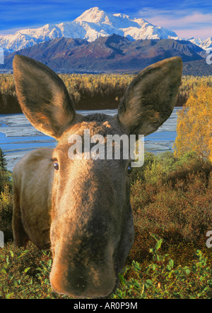 Close-up Elch w / MtMcKinley Herbst AK Digital Composite/nDenali Natl Park Interior Stockfoto