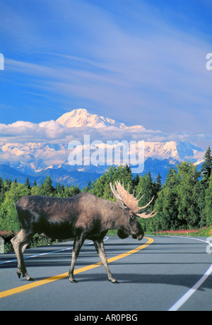 Bull Moose Crossing George Parks Highway Denali NP Int AK Porträt Komposit Stockfoto