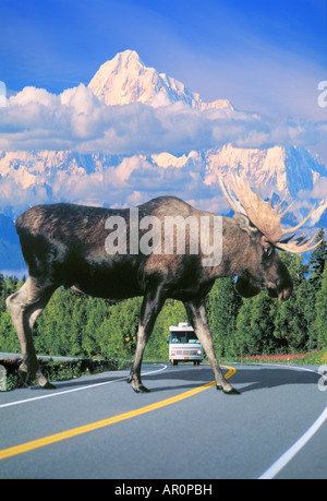 Bull Moose Crossing George Parks Highway Denali NP Int AK Porträt Komposit Stockfoto