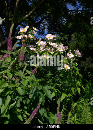 Japanische Anemone (Anemone Hupehensis var. Japonica 'Honorine Jobert') Stockfoto