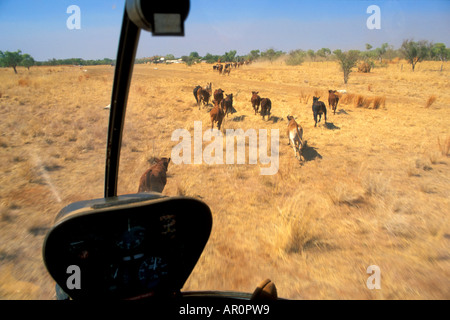 Ansicht der Rinderherde von oben, Cockpit, Sterling Buntine, Lansdowne Station, Kimberley, Western Australia, Australien Stockfoto