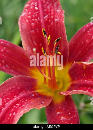 Tag Lily (hemerocallis bess Ross) Stockfoto