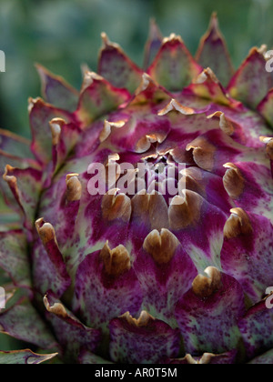 Artischocke (Cynara Cardunculus syn. Cynara Scolymus) Stockfoto