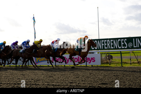 Lingfield Park Pferderennen Kurs 2. Februar 2008 UK Stockfoto