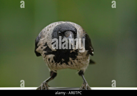 Eine mit Kapuze Krähe (Corvus Corone Cornix) sitzt auf einer Metallstange Stockfoto