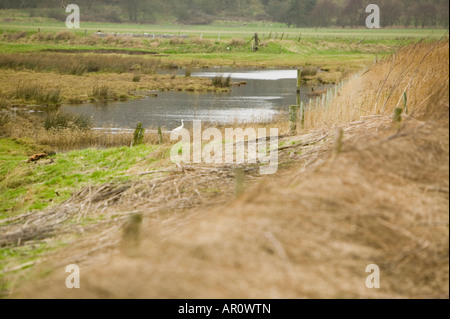 Ein Seidenreiher bei Leighton Moss Silverdale Lancashire UK Stockfoto